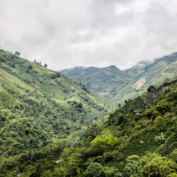 From Farm to Cup: How Our Partnership with Azahar Coffee Fuels Control Freak